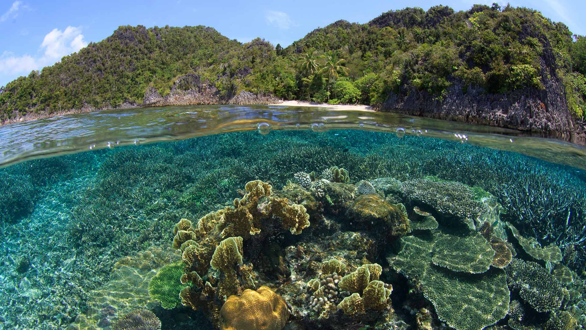 Coral reef and beach in Raja Ampat, Indonesia (© SergeUWPhoto/Shutterstock) Bing Everyday Wallpaper 2026-07-12, TV7GSS [Bing Everyday Wall Paper 2026-07-12] url = http://www.bing.com/th?id=OHR.CoralAwareness_ROW1949077077_1920x1080.jpg