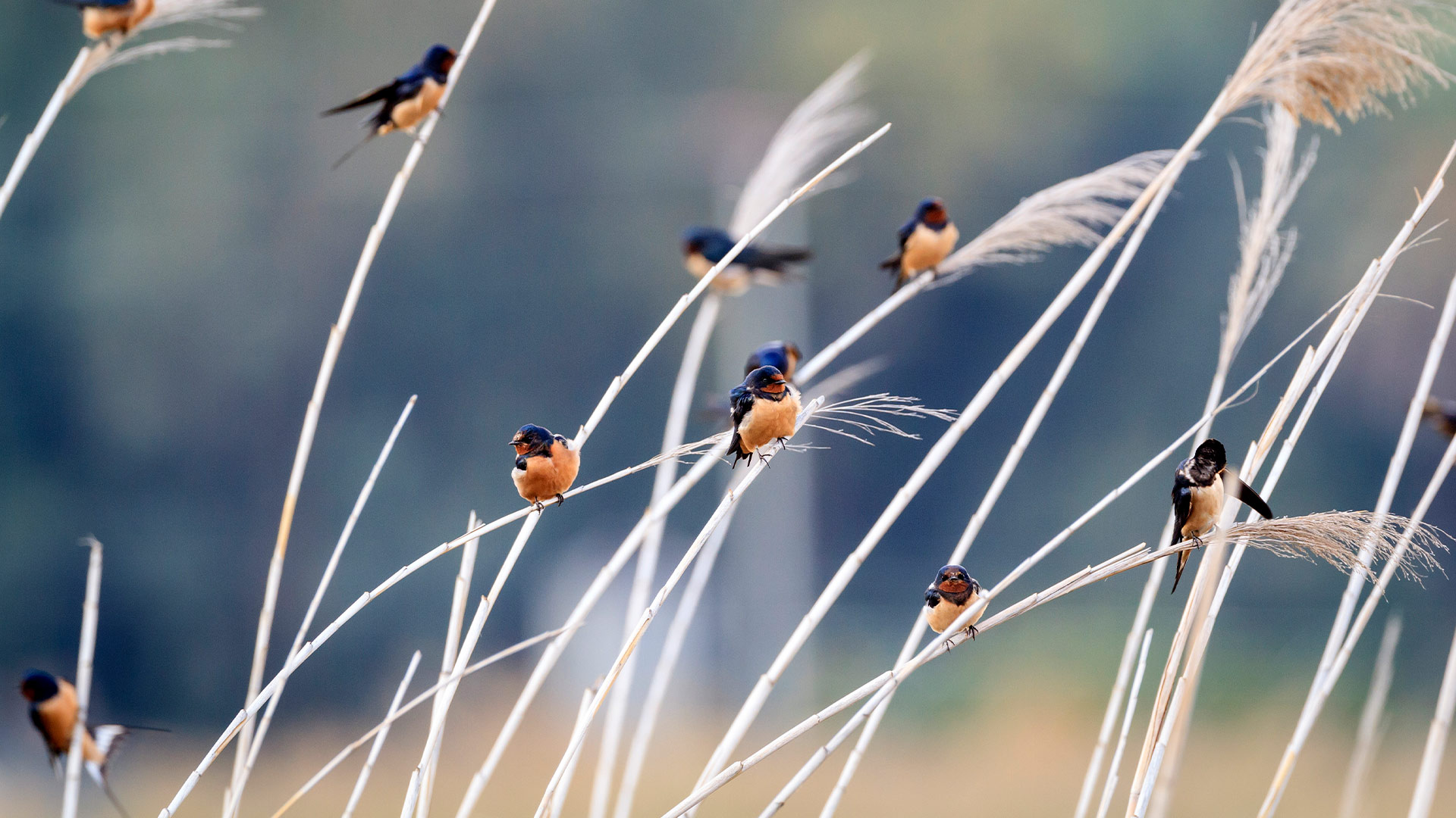 不同亚种的家燕聚在一起休息 (© Oscar Dominguez/Tandem Stills + Motion) Bing Everyday Wallpaper 2026-07-19, 1aLnqA [Bing Everyday Wall Paper 2026-07-19] url = http://www.bing.com/th?id=OHR.HirundoRustica_ZH-CN2798518247_1920x1080.jpg
