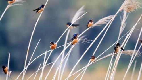 不同亚种的家燕聚在一起休息 (© Oscar Dominguez/Tandem Stills + Motion) Bing Everyday Wallpaper 2026-07-19
/tmp/UploadBeta1aLnqA [Bing Everyday Wall Paper 2026-07-19] url = http://www.bing.com/th?id=OHR.HirundoRustica_ZH-CN2798518247_1920x1080.jpg

File Size (KB): 319.66 KB
Last Modified: July 19 2026 00:00:02
