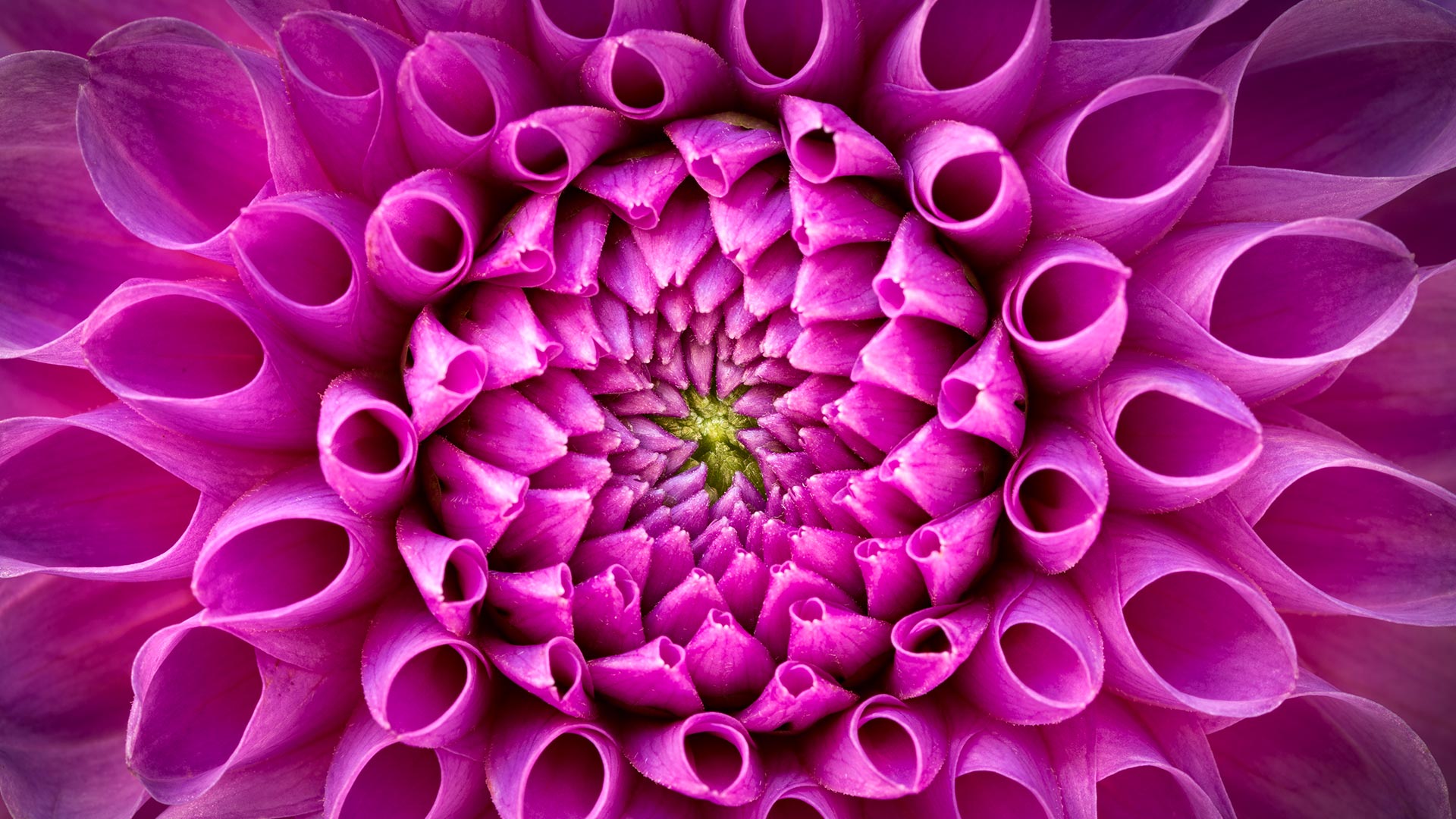 粉红色大丽花 (© Harald Biebel/Getty Images) Bing Everyday Wallpaper 2026-07-23, at4hXq [Bing Everyday Wall Paper 2026-07-23] url = http://www.bing.com/th?id=OHR.PinkDahlia_ZH-CN2259107800_1920x1080.jpg