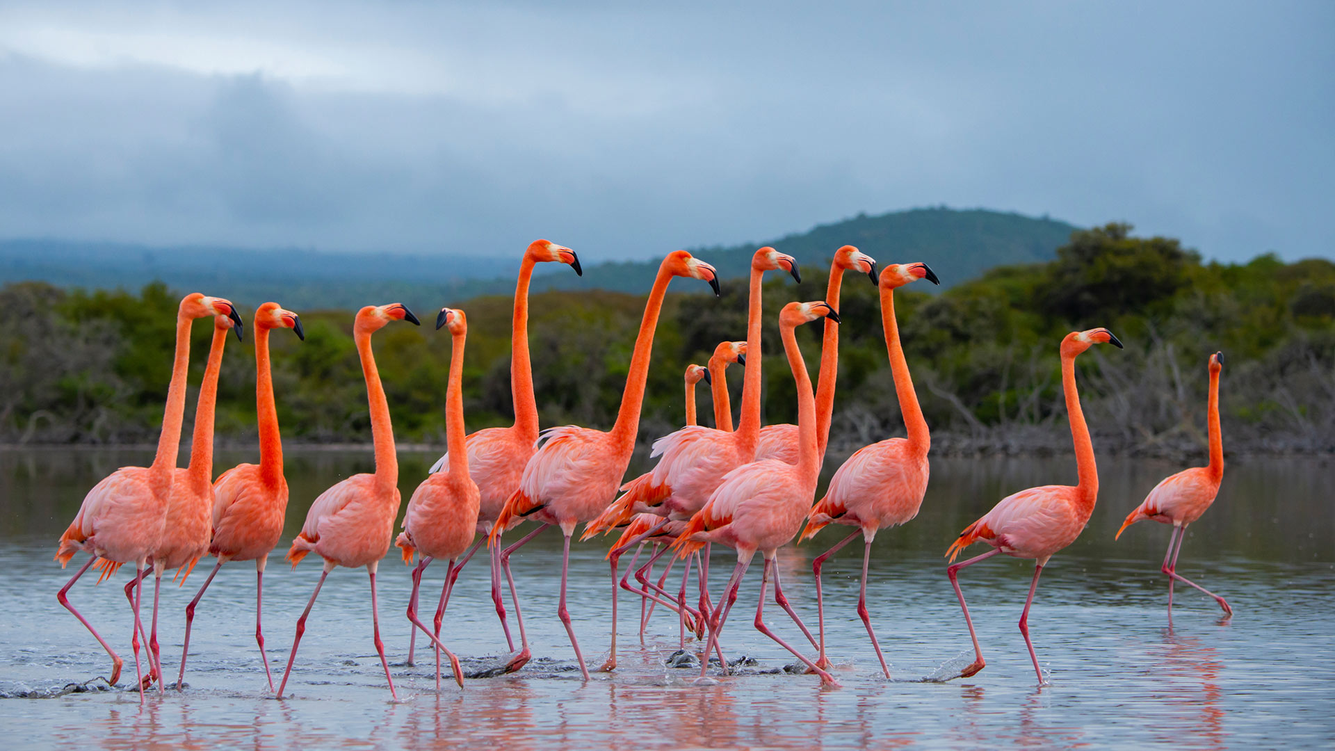 美洲红鹳群在伊莎贝拉岛，加拉帕戈斯群岛，厄瓜多尔 (© Tui De Roy/Nature Picture Library) Bing Everyday Wallpaper 2026-07-24, 5iuiIA [Bing Everyday Wall Paper 2026-07-24] url = http://www.bing.com/th?id=OHR.GalapagosFlamingos_ZH-CN1152519387_1920x1080.jpg