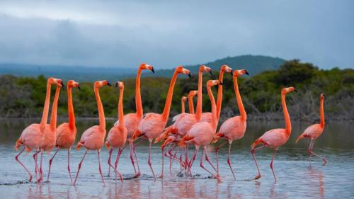 美洲红鹳群在伊莎贝拉岛，加拉帕戈斯群岛，厄瓜多尔 (© Tui De Roy/Nature Picture Library) Bing Everyday Wallpaper 2026-07-24
/tmp/UploadBeta5iuiIA [Bing Everyday Wall Paper 2026-07-24] url = http://www.bing.com/th?id=OHR.GalapagosFlamingos_ZH-CN1152519387_1920x1080.jpg

File Size (KB): 321.23 KB
Last Modified: July 24 2026 00:00:02
